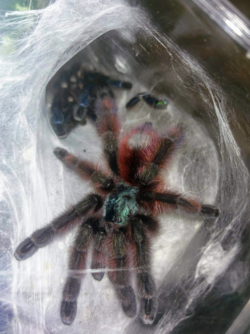 Caribena Versicolor