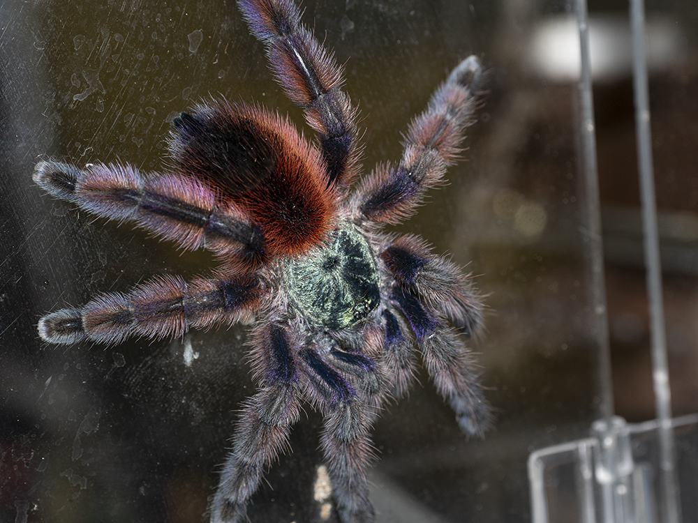 Caribena Versicolor