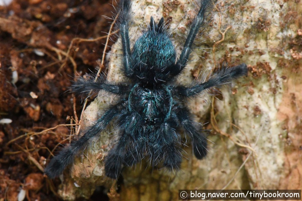 Caribena versicolor