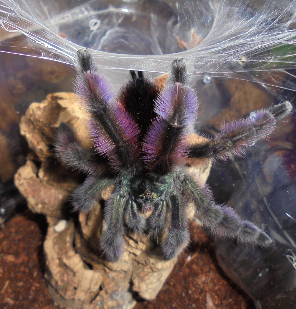 Caribena versicolor