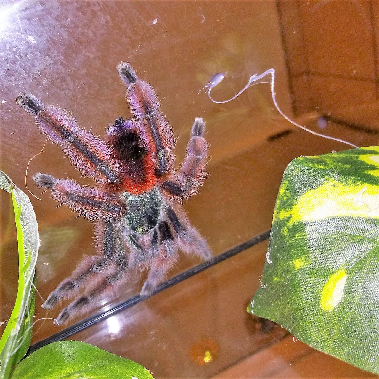 Caribena versicolor