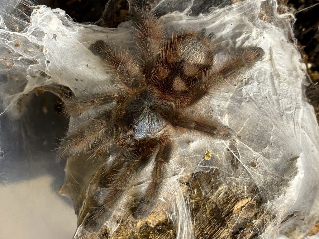 Caribena Versicolor