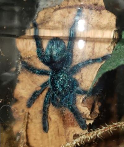 Caribena versicolor