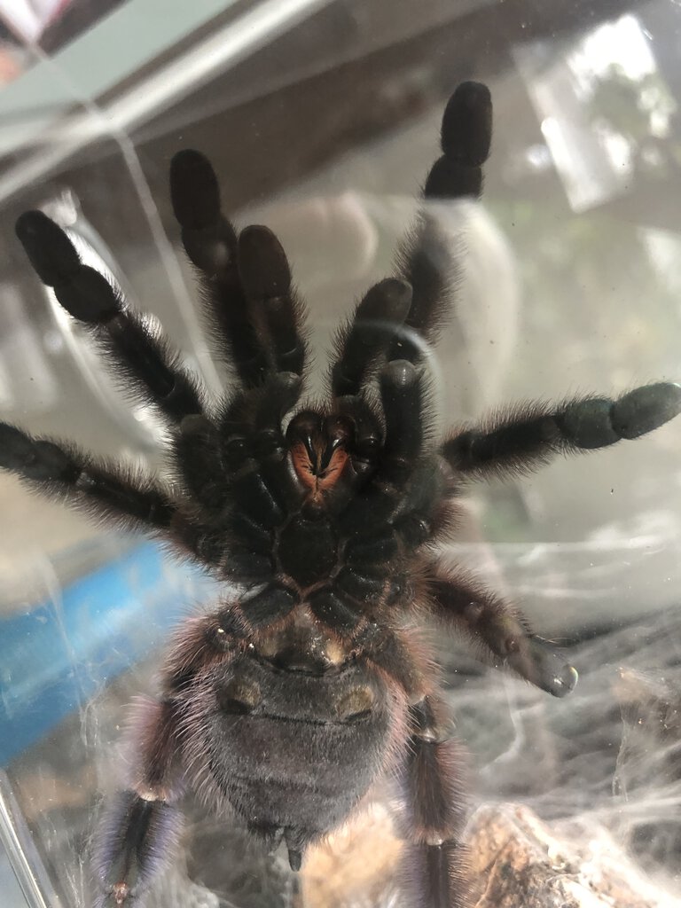 Caribena Versicolor
