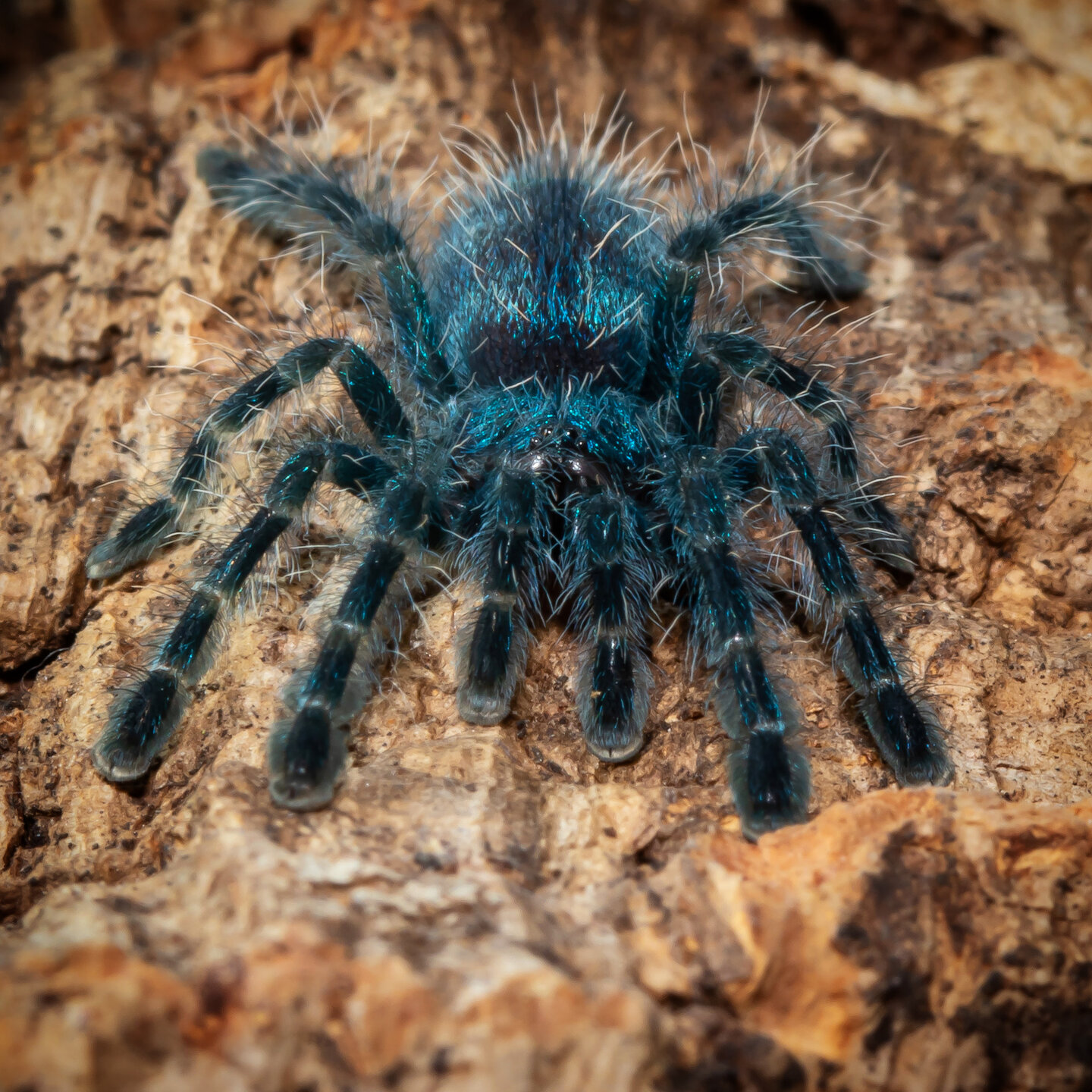 Caribena versicolor