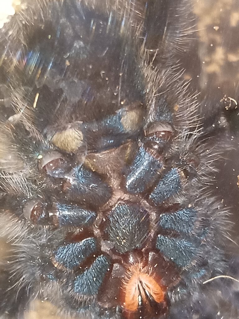 Caribena versicolor