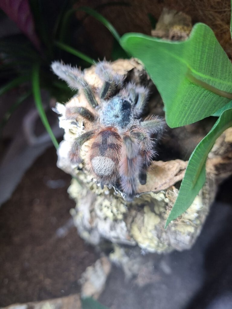 Caribena versicolor