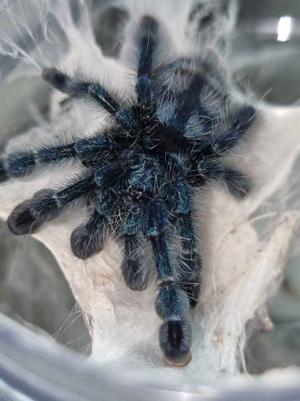 Caribena versicolor