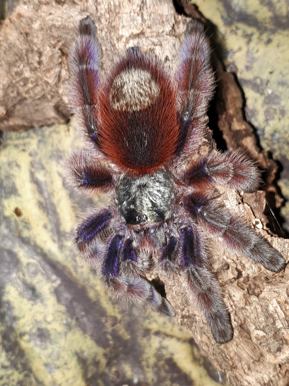 Caribena versicolor
