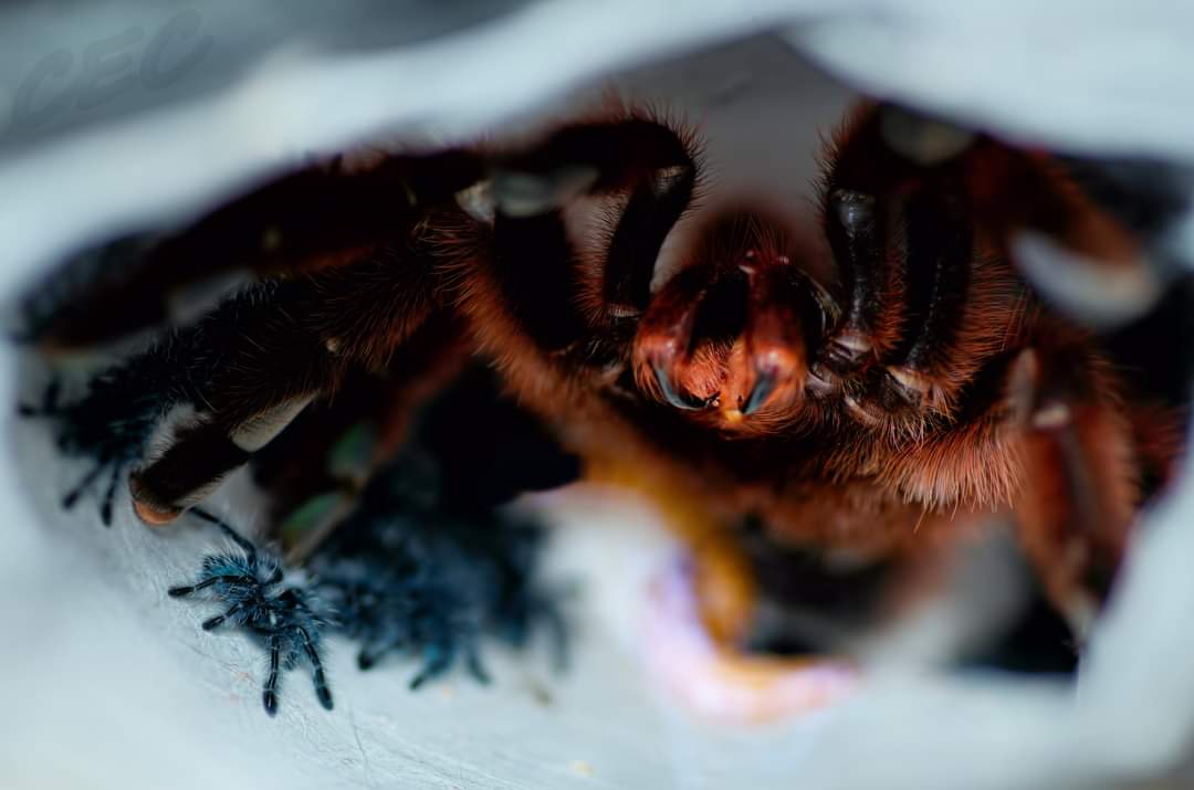 Caribena versicolor