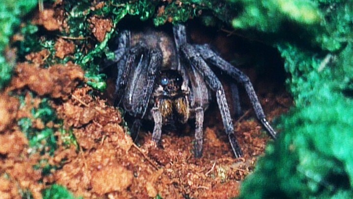 Carolina Wolf spider