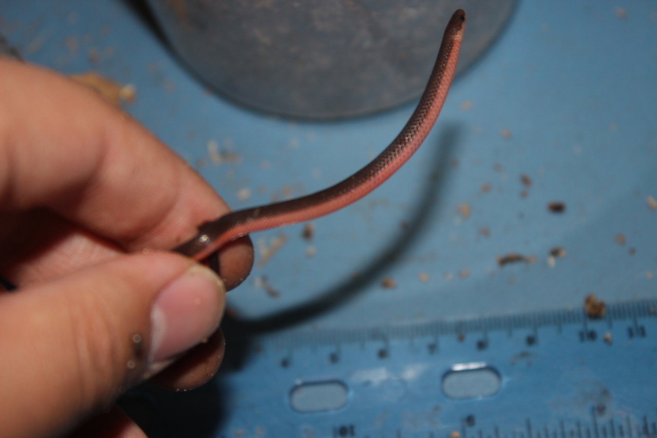 Carphophis amoenus amoenus (Eastern Worm Snake)