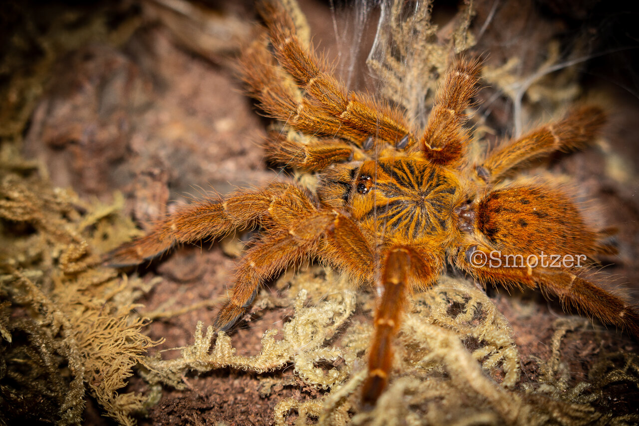 Carrot the Pterinochilus murinus (2.75-3in DLS)