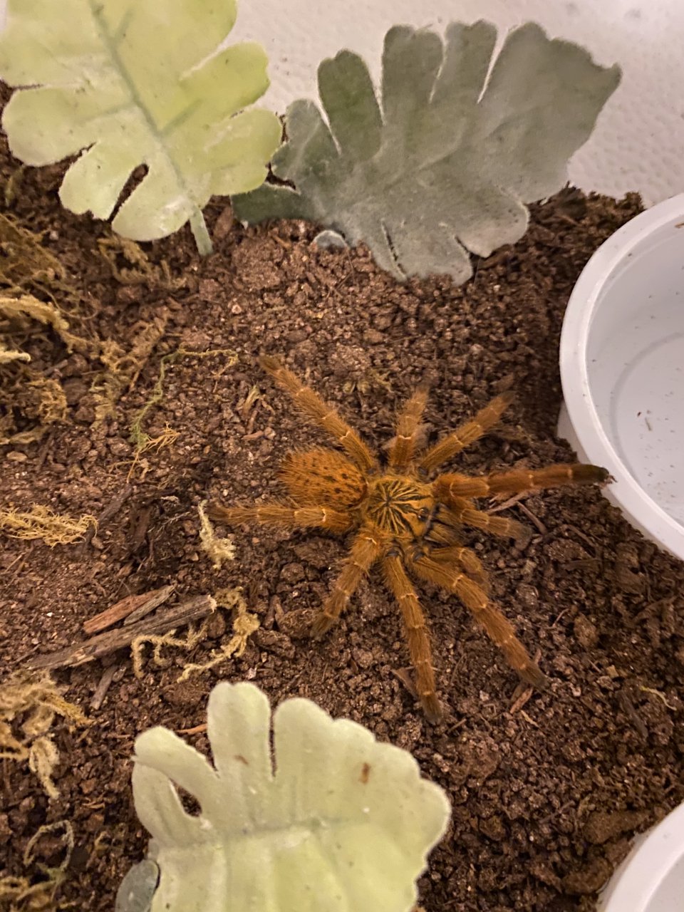 Carrot the Pterinochilus murinus (2.75in)