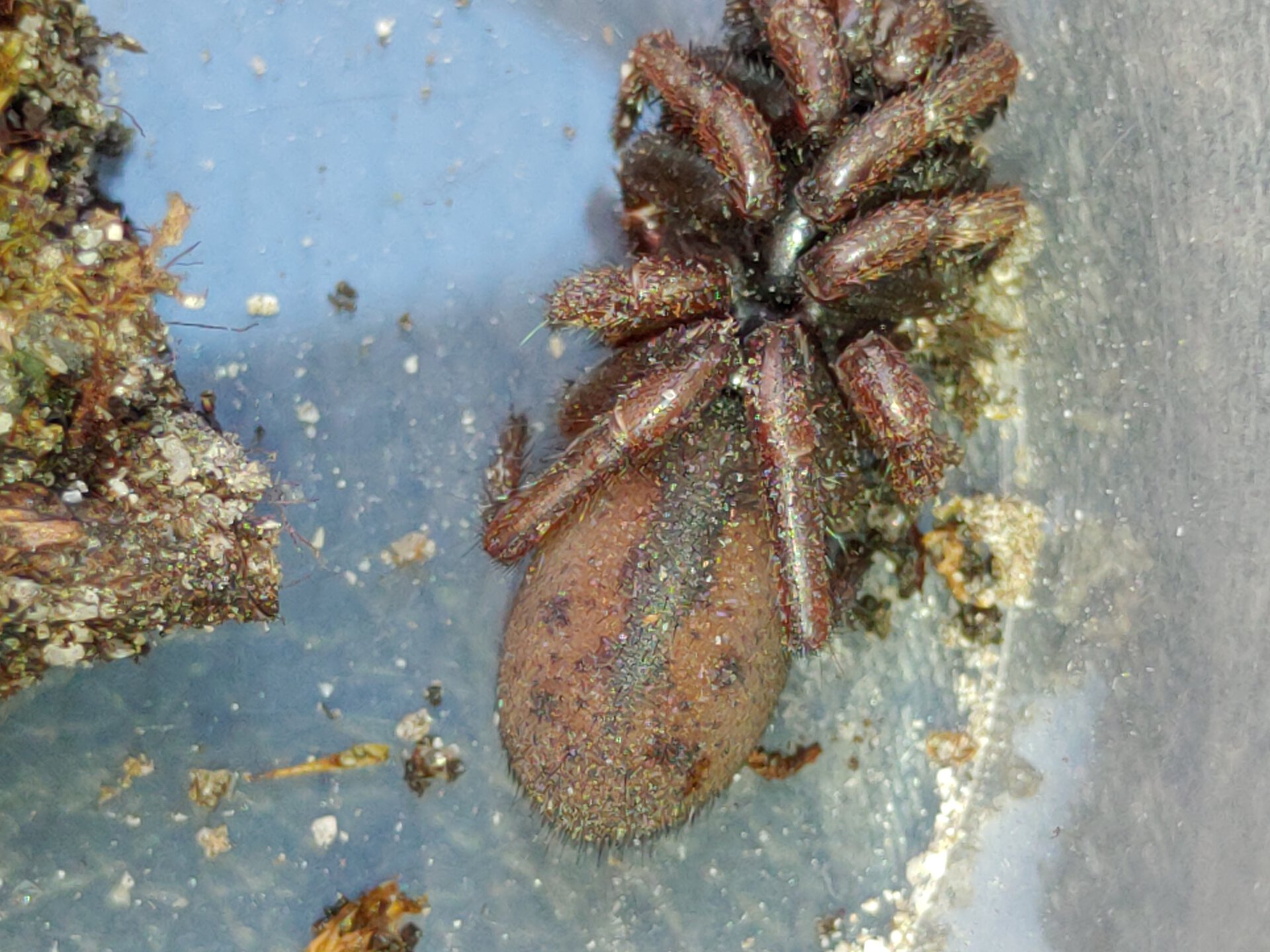 Cataxia sp. "Wilson's Promontory"