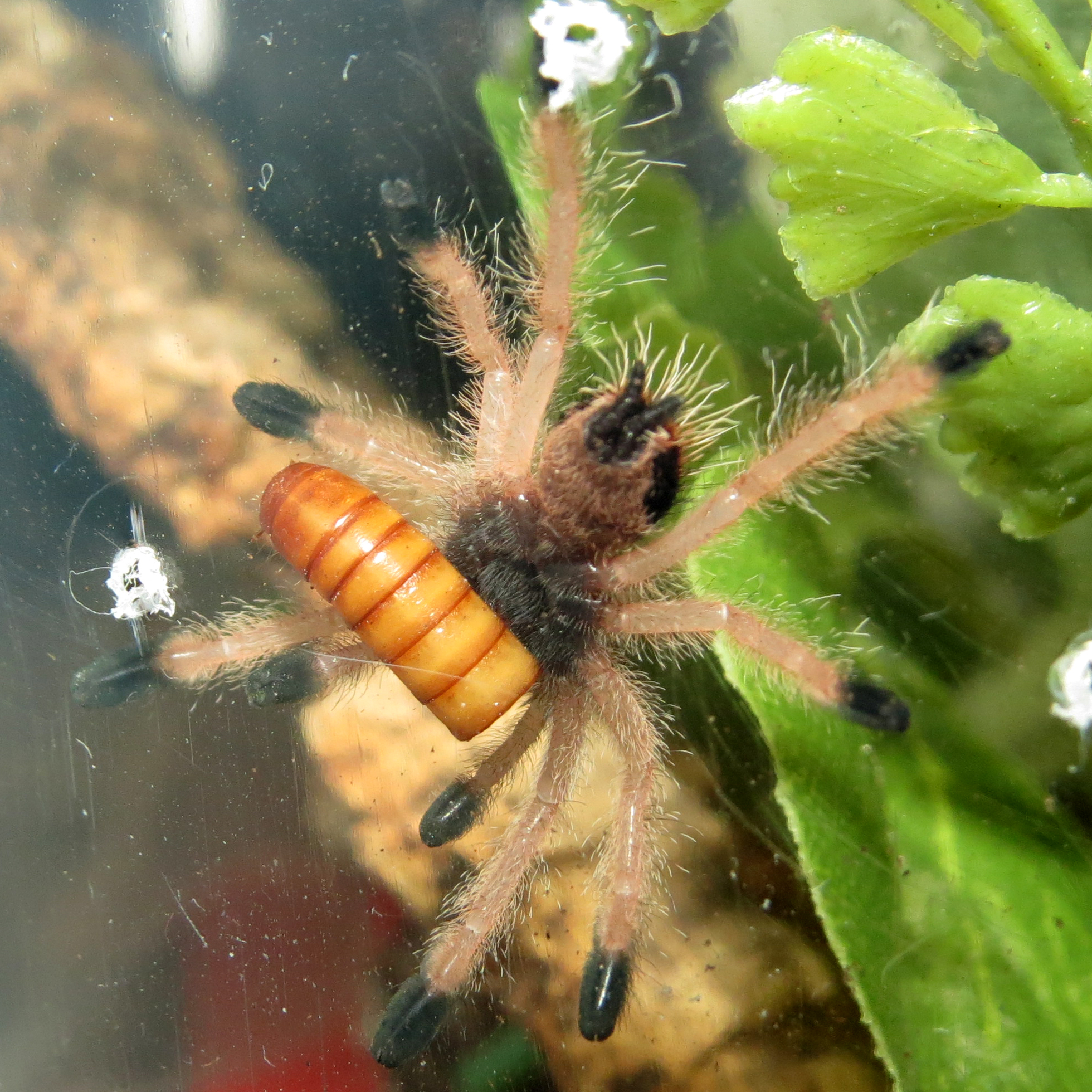 Catch! (Avicularia avicularia 1")