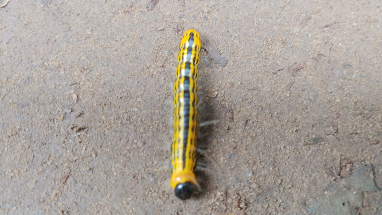 Caterpillar ID