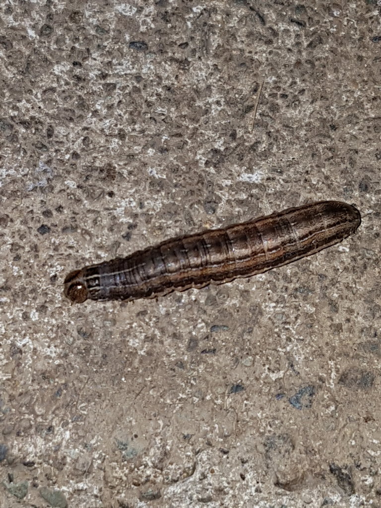 Caterpillar or worm?