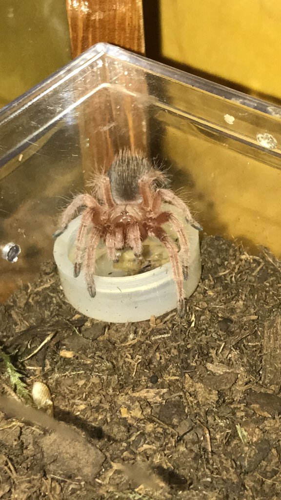 Caught in the Act (Grammostola rosea)