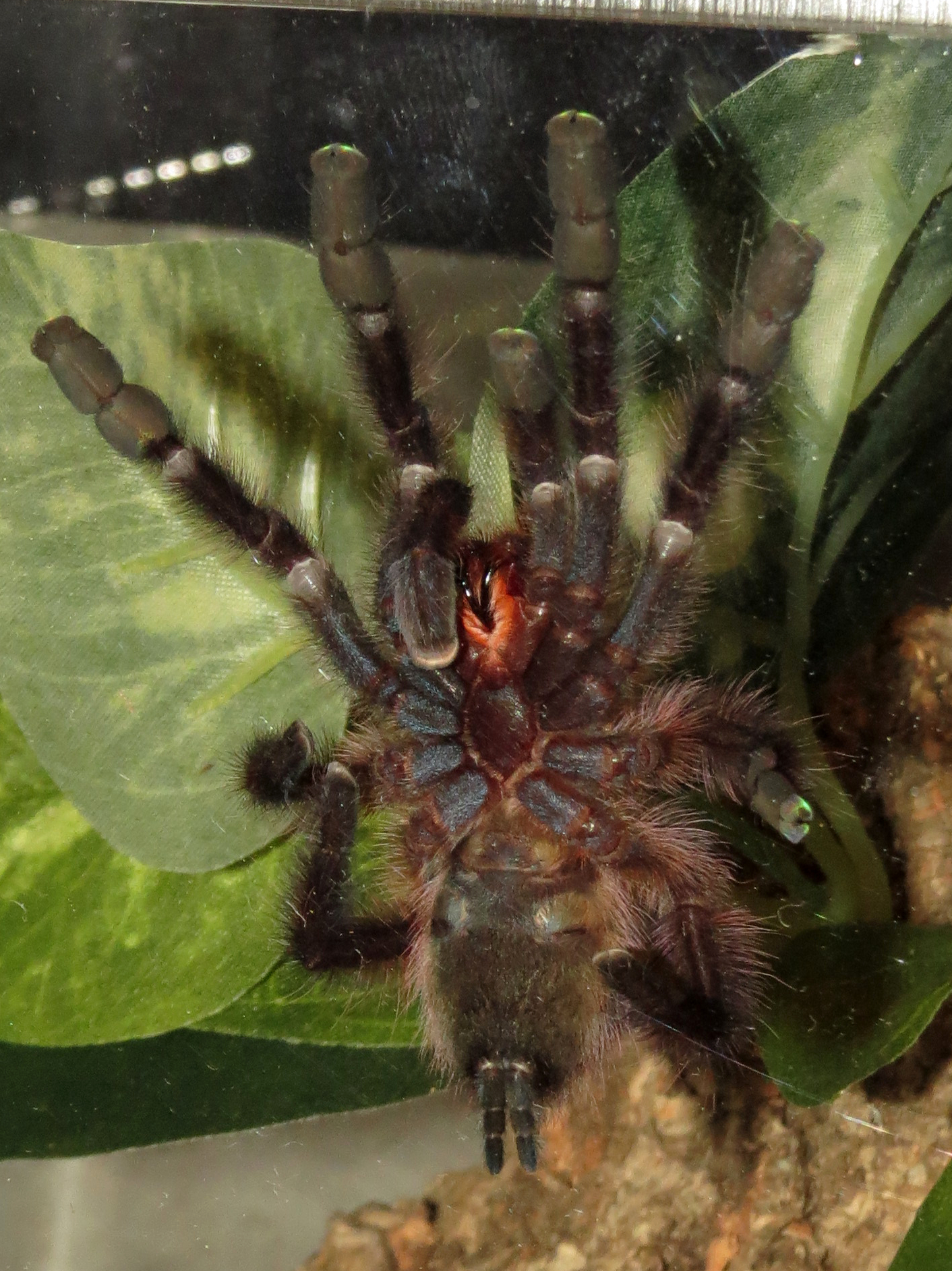 Caught Mid-Derp (Caribena versicolor 3")