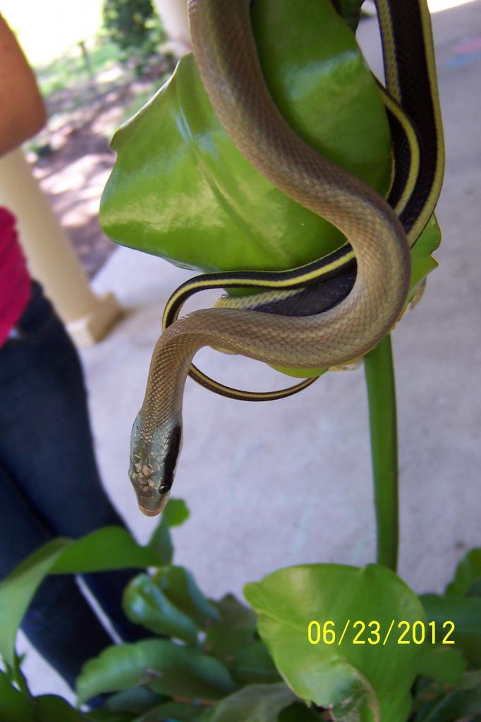 cave dwelling ratsnake 14