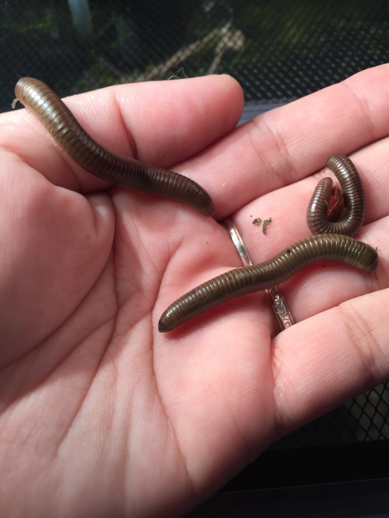 CB Philippino Blue Millipedes