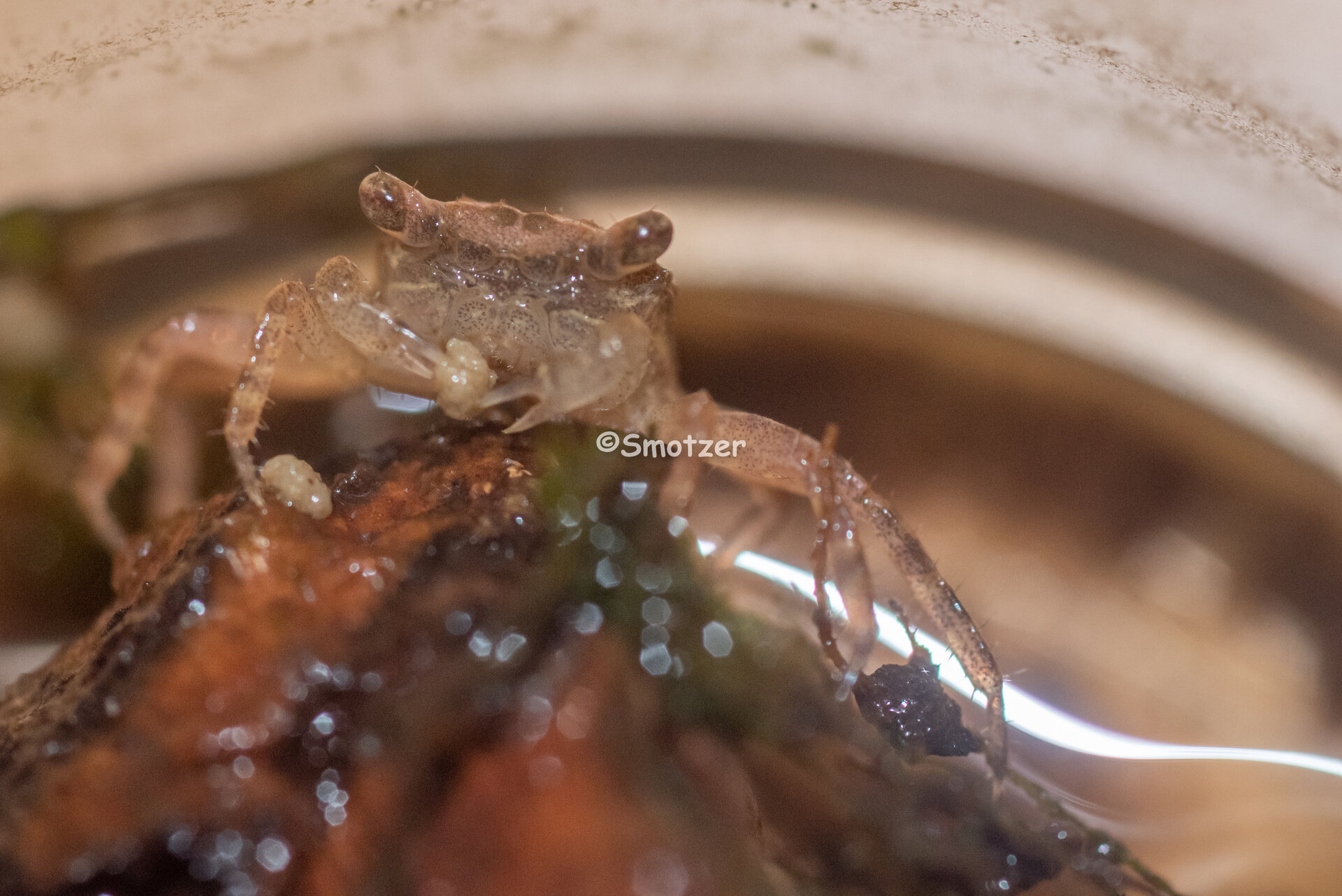 CBB Geosesarma tiomanicum devouring shrimp pellet (3 of 3)