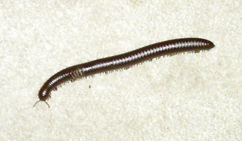 Cecil the Millipede