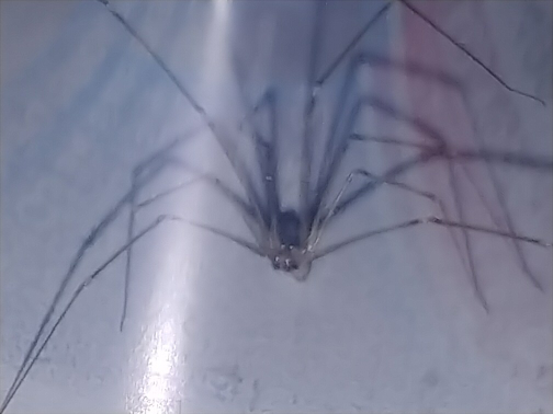 Cellar Spider