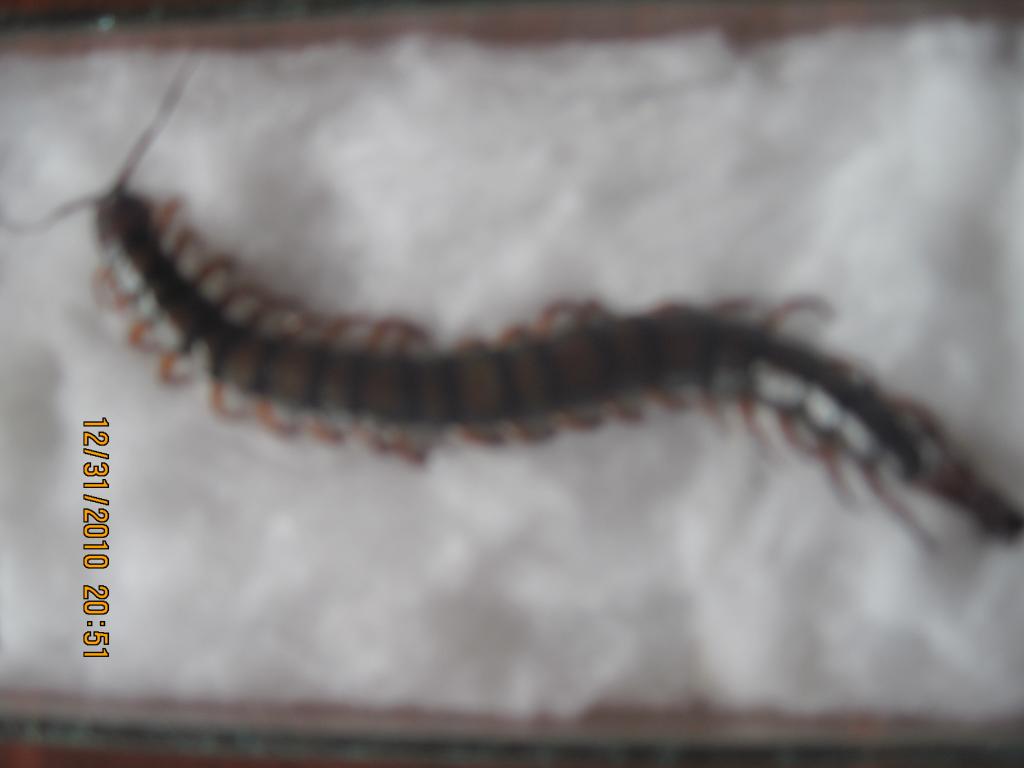 Centipede Needing To Be Id'd...