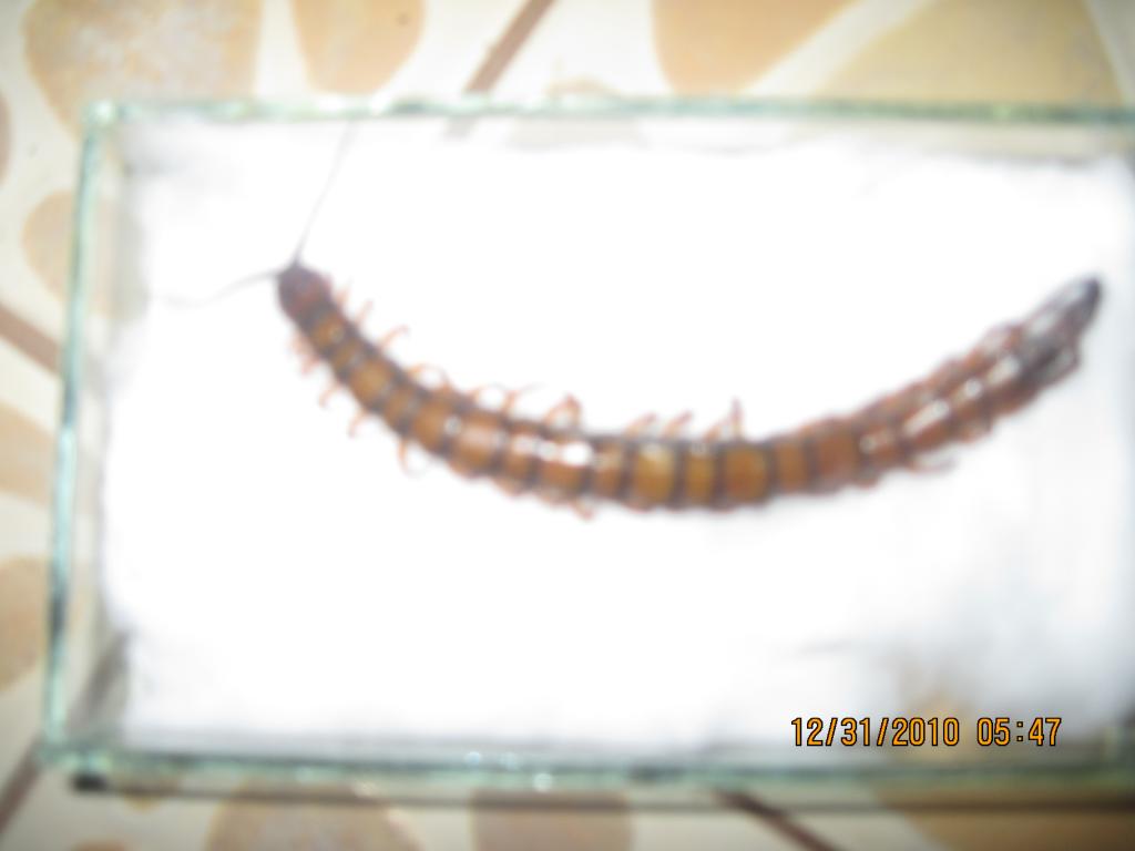 Centipede Needing To Be Id'd...