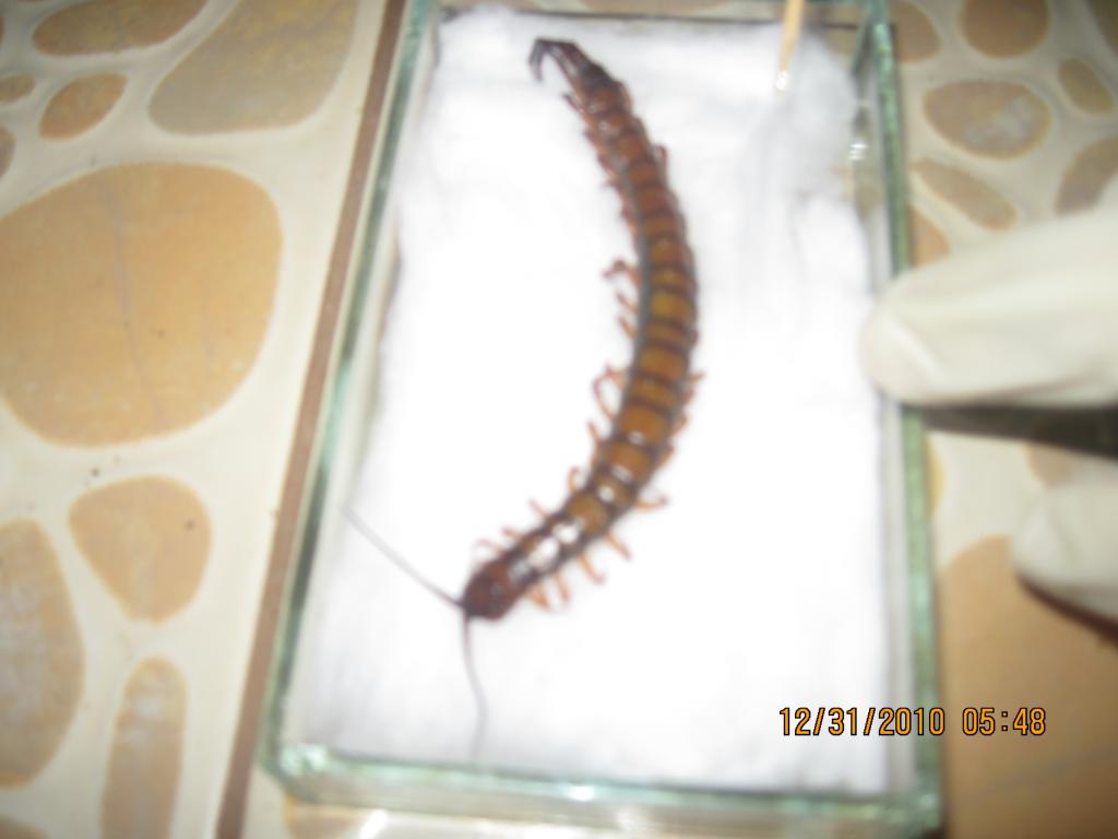 Centipede Needing To Be Id'd...