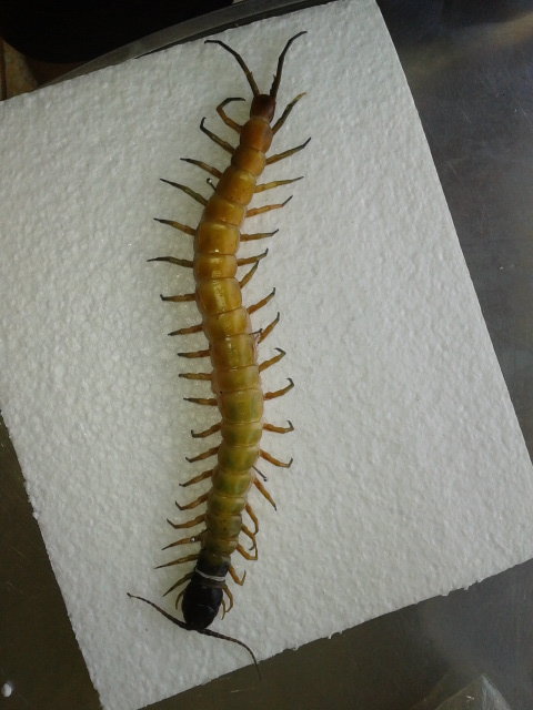 Centipede Taxidermy