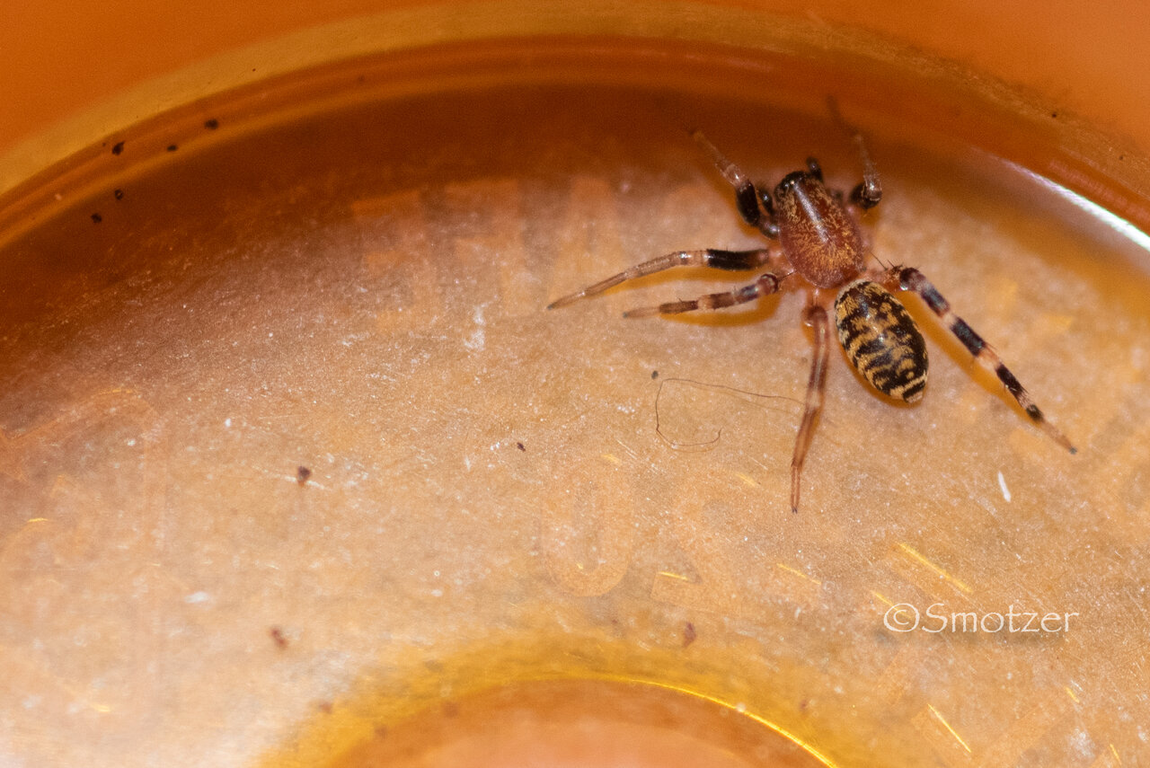 Central Texas Spider ID requested!