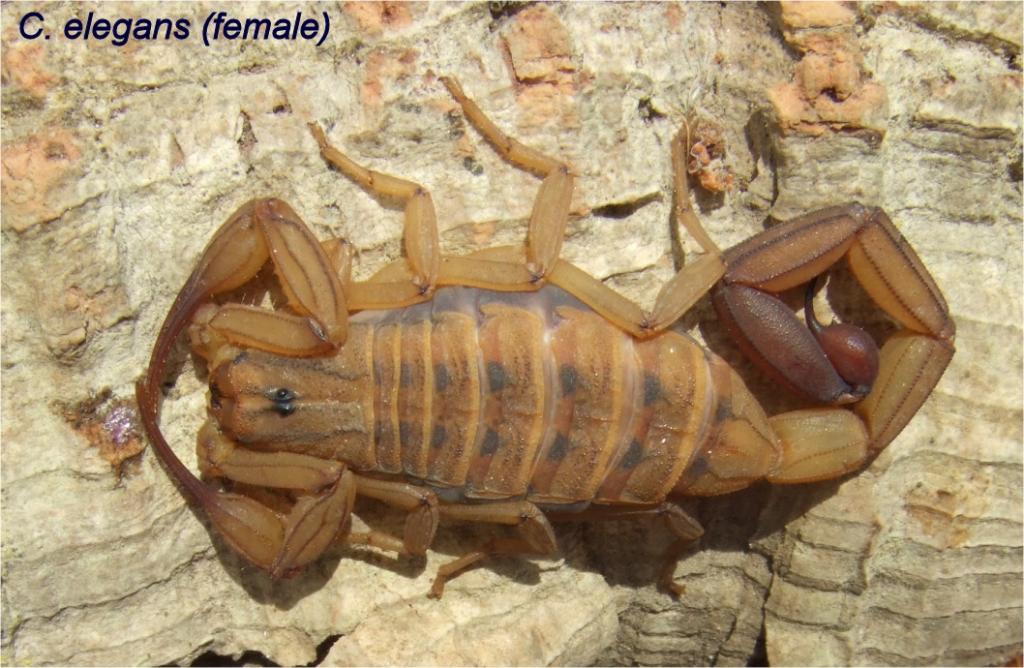 Centruroides elegans