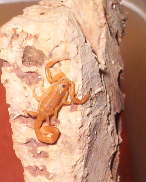 Centruroides exilicauda