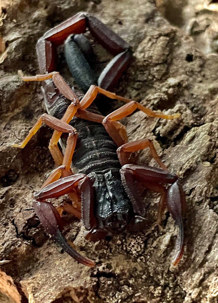 Centruroides Gracilis( Adult Male)