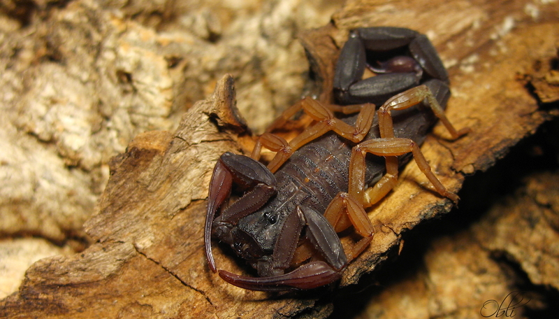 Centruroides gracilis