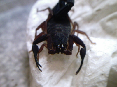 Centruroides gracilis