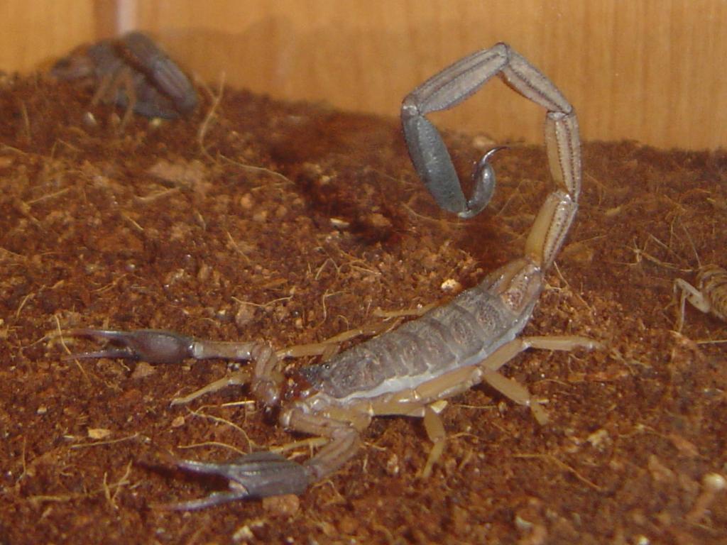 Centruroides margaritatus