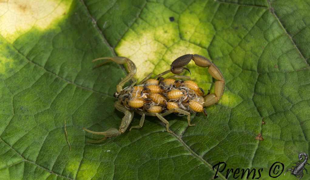 Centruroides robertoi (Armas, 1976)