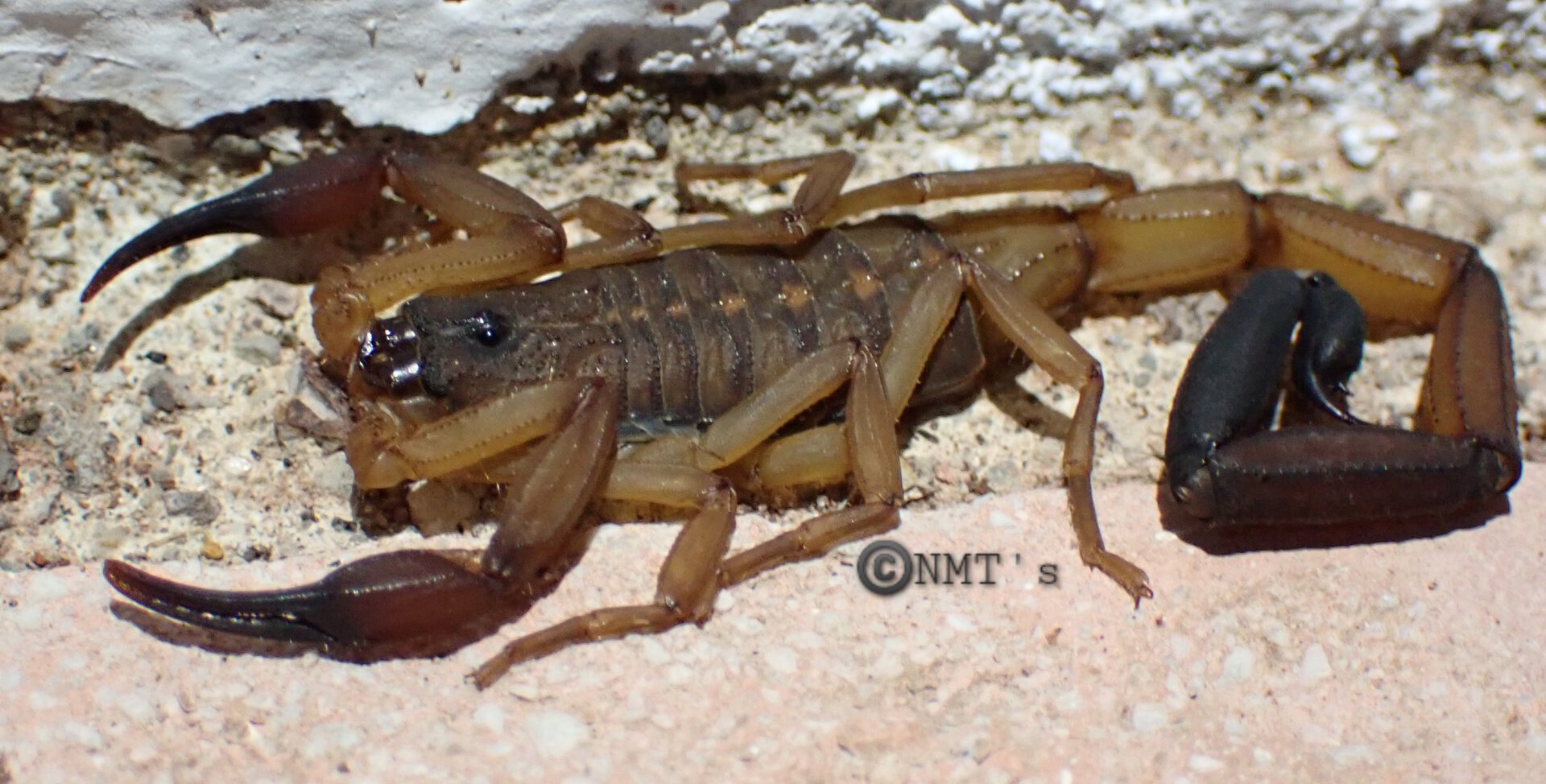 Centruroides (?) scorpion in situ - Costa Rica