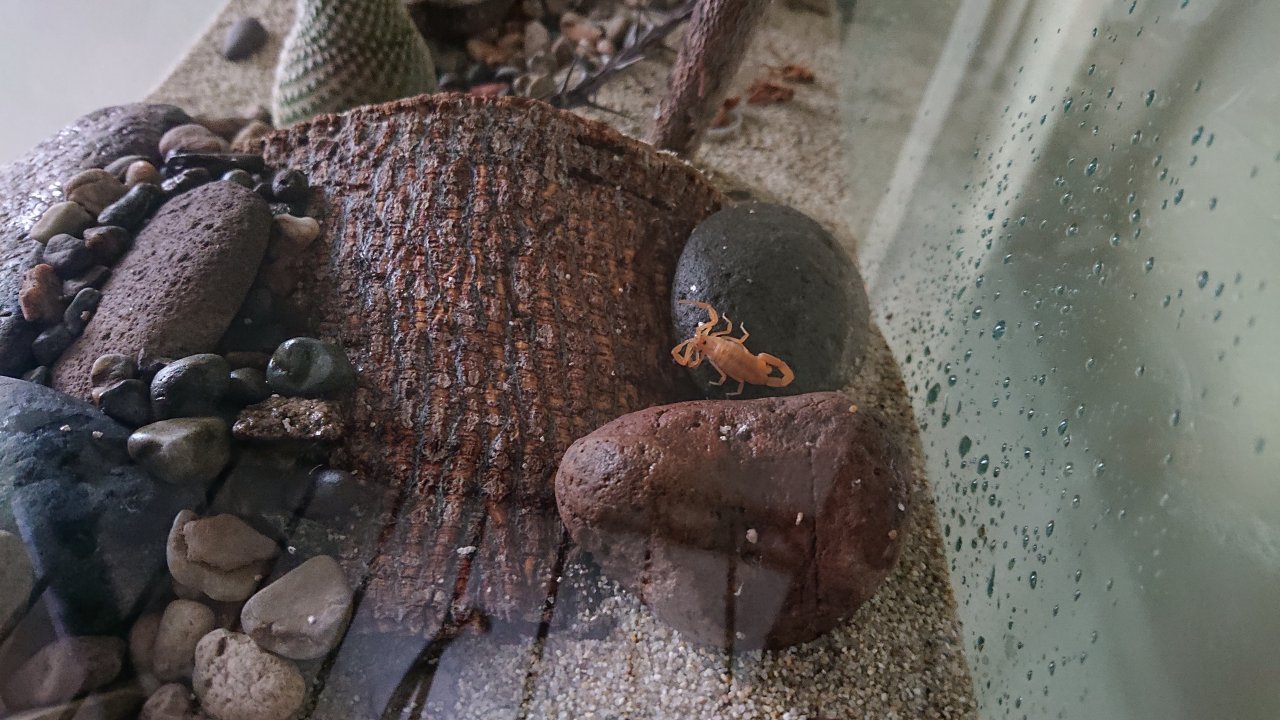 Centruroides Sculpturatus enjoying a rainy day