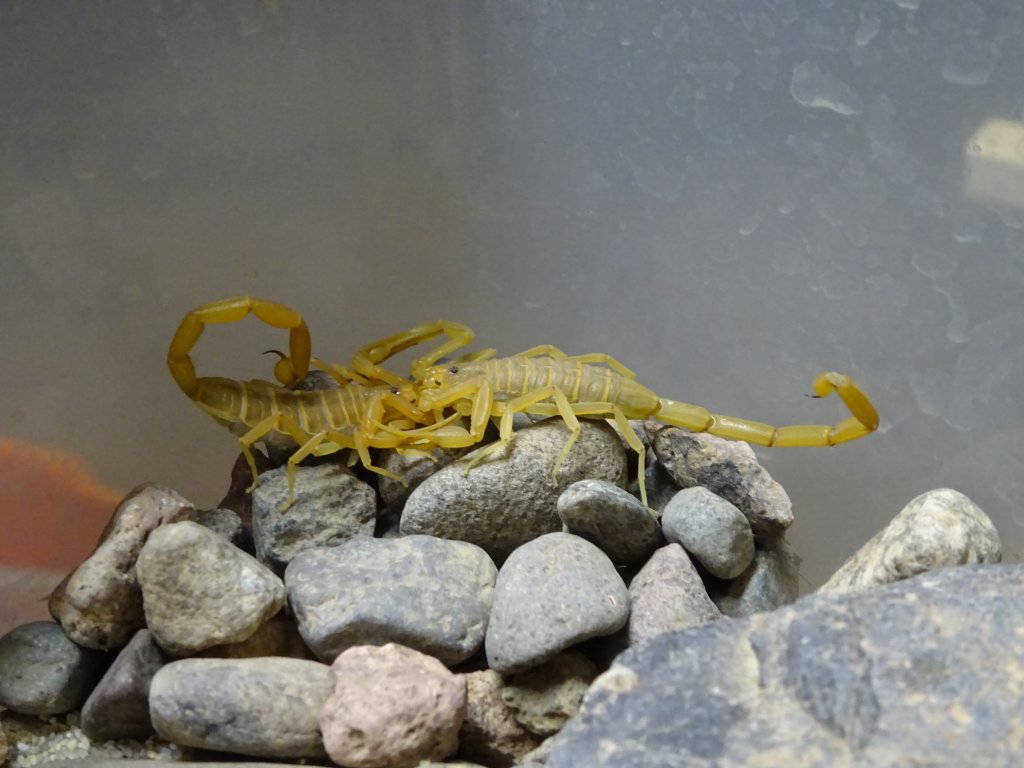 Centruroides Sculpturatus Mating?