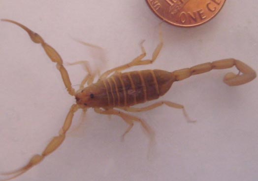 Centruroides sculpturatus