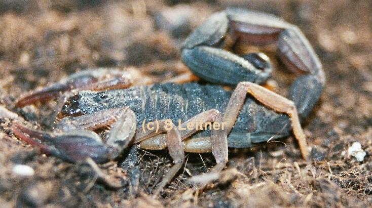 Centruroides sp. margaritatus?