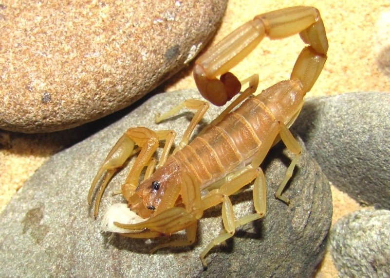 Centruroides Testaceus