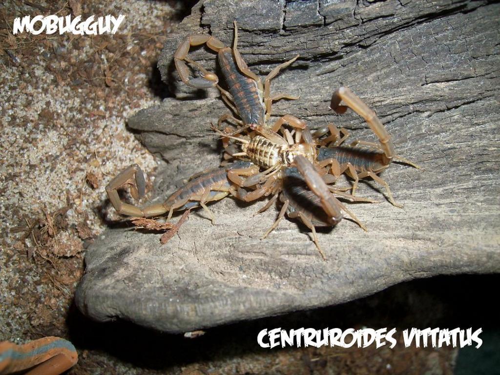 Centruroides Vittatus