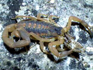 Centruroides vittatus