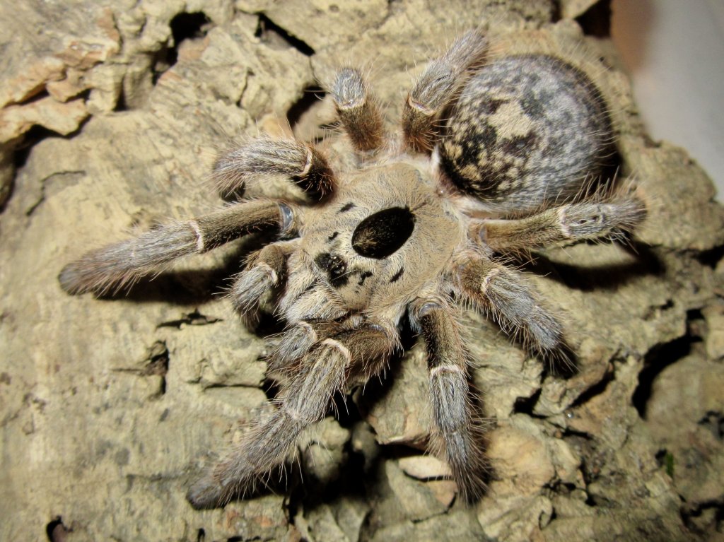 Ceratogyrus brachycephalus WF